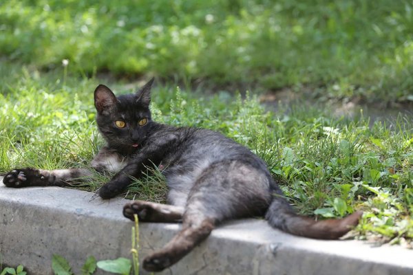 Come posso aiutare un gatto di strada adattarsi alla vita in appartamento?